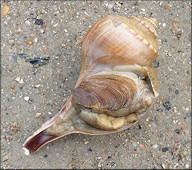 Busycotypus canaliculatus (Linnaeus, 1758) Living Specimen