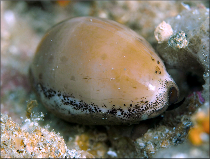 Luria cinerea (Gmelin, 1791) Atlantic Gray Cowrie