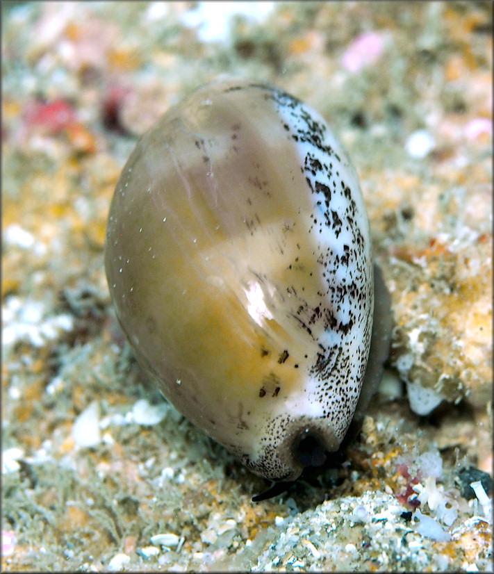 Luria cinerea (Gmelin, 1791) Atlantic Gray Cowrie