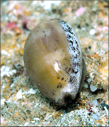 Luria cinerea (Gmelin, 1791) Atlantic Gray Cowrie