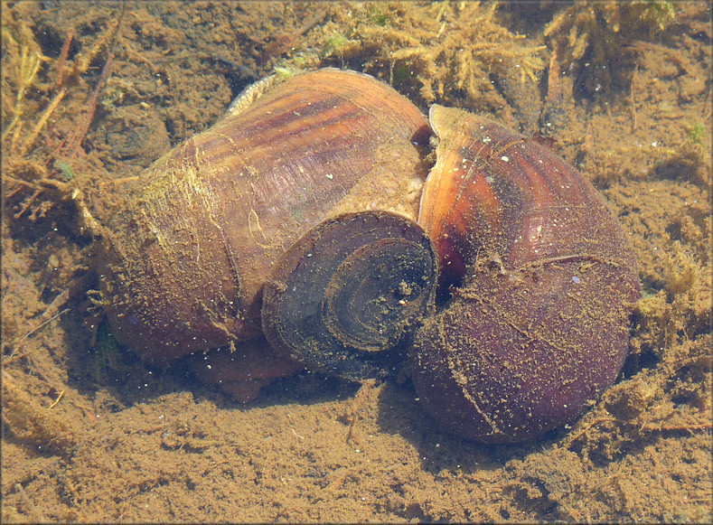 Aquatic Center Lake Pomacea maculata Mating Pair (5/31/2011)