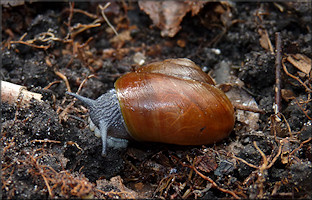 Mesomphix globosus (MacMillan, 1940) Globose Button In Situ