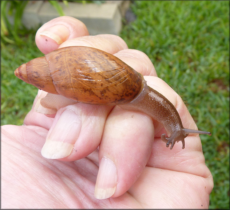 Euglandina rosea (Frussac, 1821) Juvenile