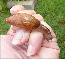 Euglandina rosea (Frussac, 1821) Juvenile