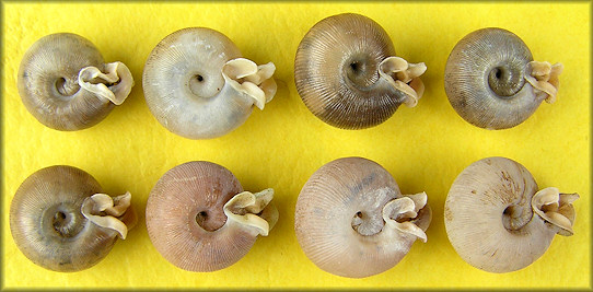 Some of the 47 empty Daedalochila shells found on 7/1/2008