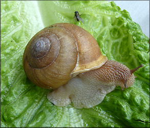 Neohelix major (A. Binney, 1837) Southeastern Whitelip