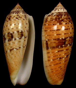 Conus dusaveli (H. Adams, 1872)