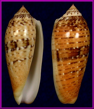 Conus dusaveli (H. Adams, 1872)