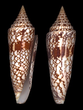 Conus milneedwardsi Jousseaume, 1894