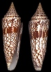 Conus milneedwardsi Jousseaume, 1894 