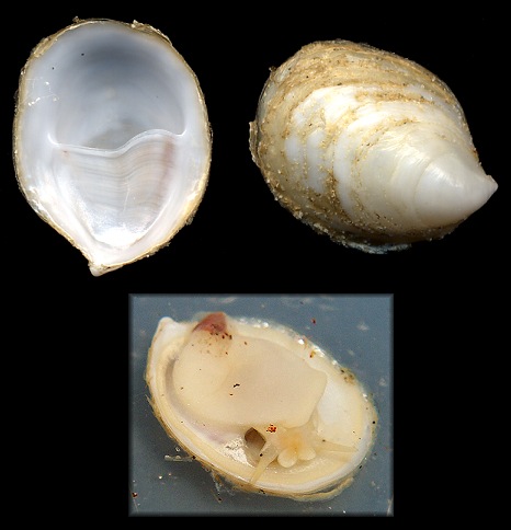 Crepidula depressa Say, 1822 Depressed Slippersnail