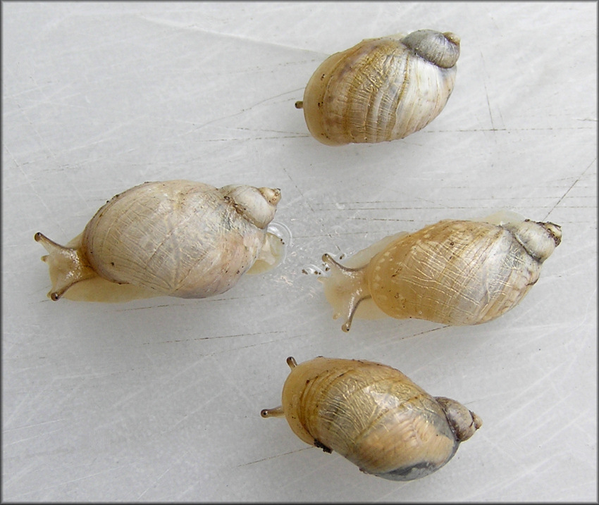 Succinea campestris Say, 1818 Crinkled Ambersnail ?