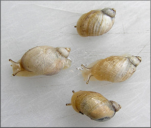 Succinea campestris Say, 1818 Crinkled Ambersnail ? 