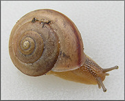 Bradybaena similaris (Frussac, 1821) Asian Tramp Snail