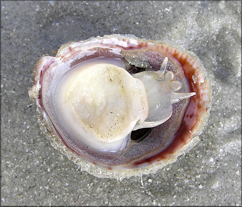 Crepidula fornicata (Linnaeus, 1758) Common Atlantic Slippersnail