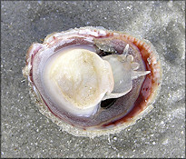 Crepidula fornicata (Linnaeus, 1758) Common Atlantic Slippersnail