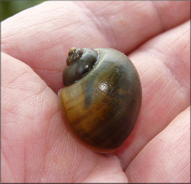 Juvenile Pomacea Found In The East End Of The Lake On 7/2/2012