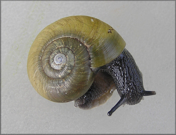 Mesomphix globosus (MacMillan, 1940) Globose Button