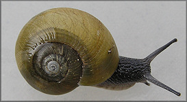 Mesomphix globosus (MacMillan, 1940) Globose Button