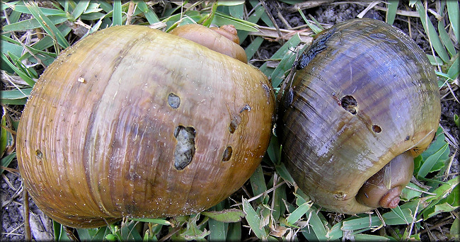 Attempted predation on Pomacea maculata at aquatic center lake  