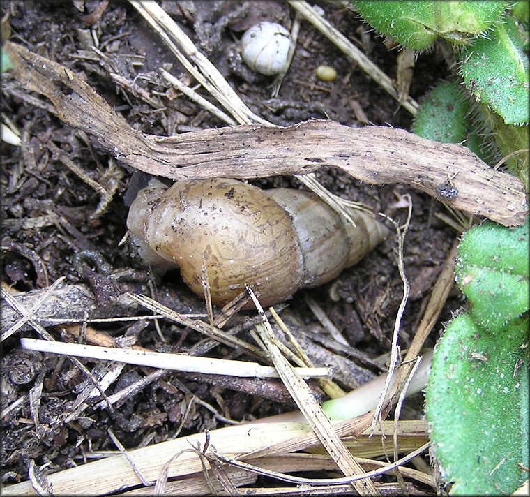 Bulimulus sporadicus (d’Orbigny, 1835) In Situ