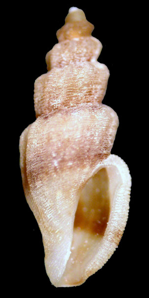 Agathotoma ecthymata Garca, 2008