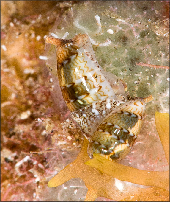 Persicula catenata (Montagu, 1803) Princess Marginella In Situ