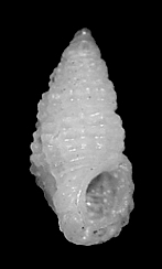 Stosicia houbricki Sleurs, 1996