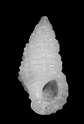 Stosicia houbricki Sleurs, 1996