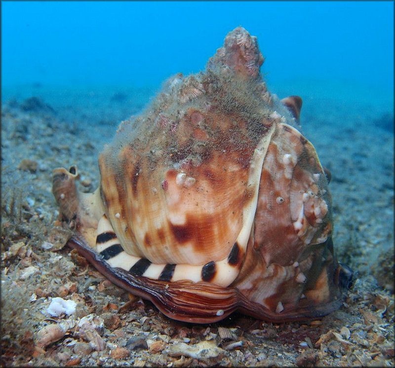 Cassis tuberosa (Linnaeus, 1758) Caribbean Helmet