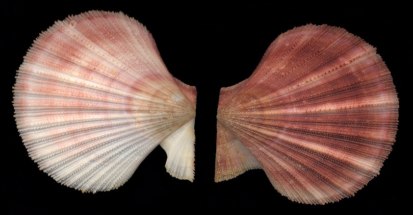 Chlamys hastata (G. B. Sowerby II, 1842) Spiny Scallop