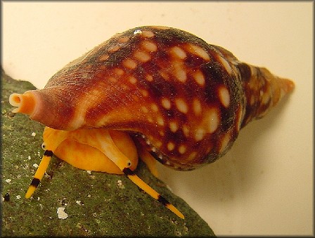 Charonia lampas lampas (Linnaeus, 1758) Living Specimen