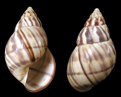 Orthalicus reses reses (Say, 1830) Stock Island Tree Snail