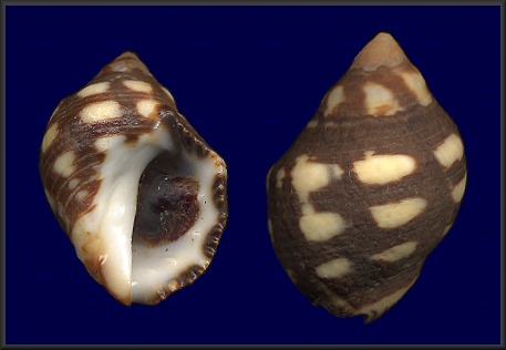 Acanthina brevidentata (Wood, 1828)