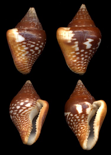 Columbella strombiformis Lamarck, 1822