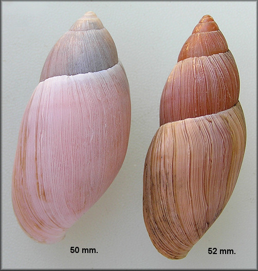 Euglandina rosea (Frussac, 1821) Variability