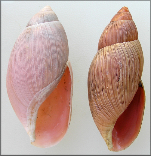 Euglandina rosea (Frussac, 1821) Variability