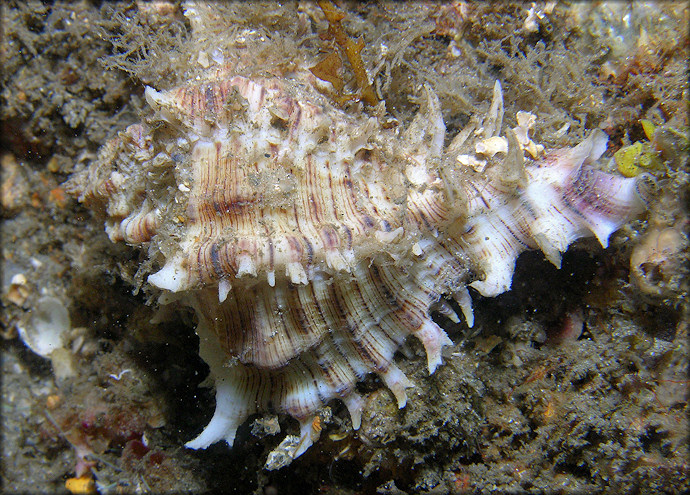 Hexaplex fulvescens (G. B. Sowerby II, 1834) Giant Eastern Murex