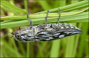 Metallic Wood Boring Beetle [Family Buprestidae: Chalcophora sp.]