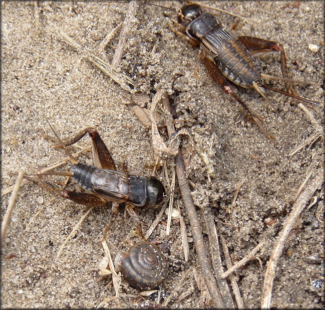 Daedalochila subclausa (Pilsbry, 1899) From Imeson Road In Situ