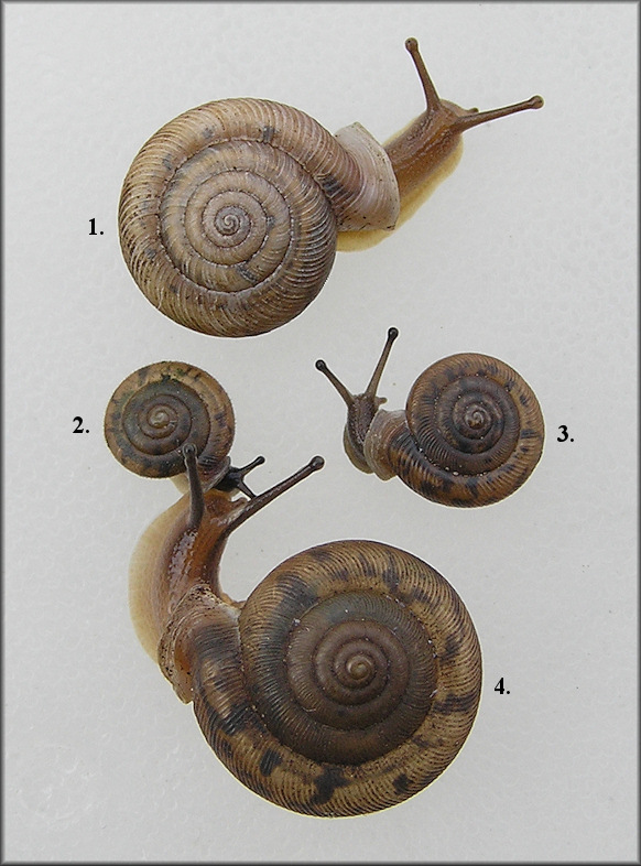 Daedalochila uvulifera From St. Johns Industrial Parkway South Retention Pond (top, number 1.)