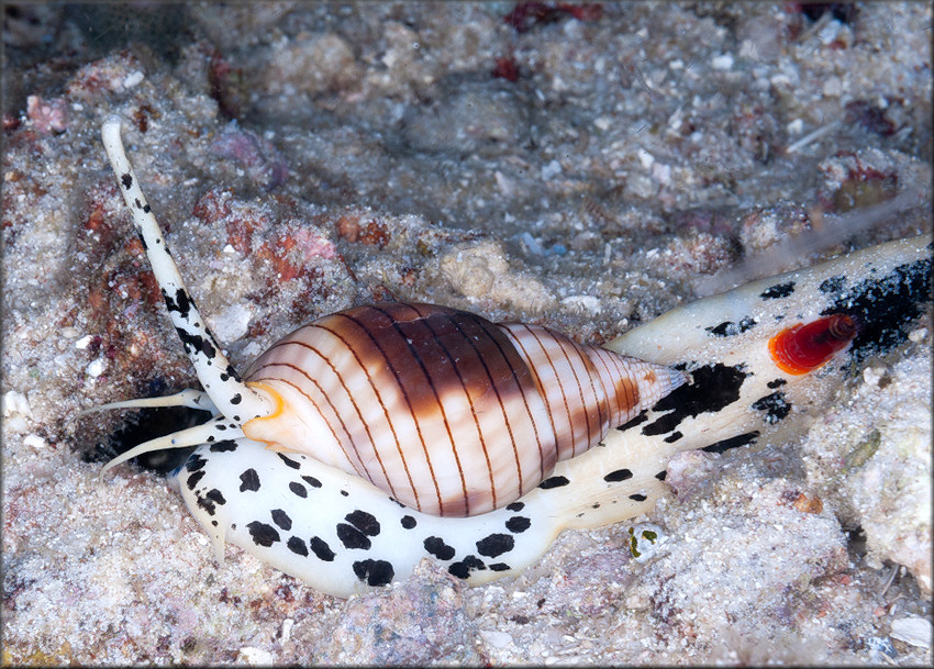 Nassarius glans (Linnaeus, 1758)