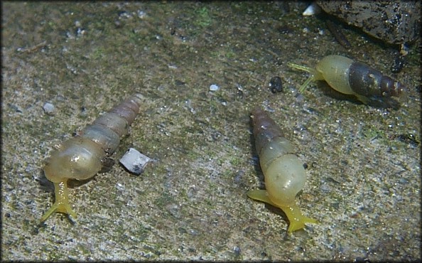 Allopeas gracile (Hutton, 1834) - Graceful Awlsnail