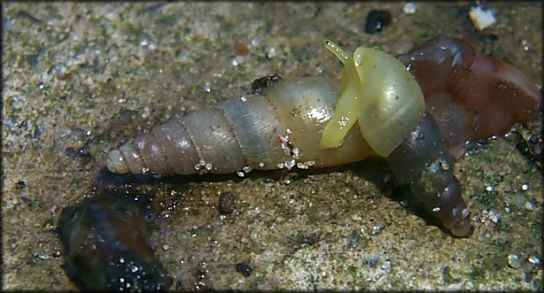 Allopeas gracile (Hutton, 1834) - Graceful Awlsnail