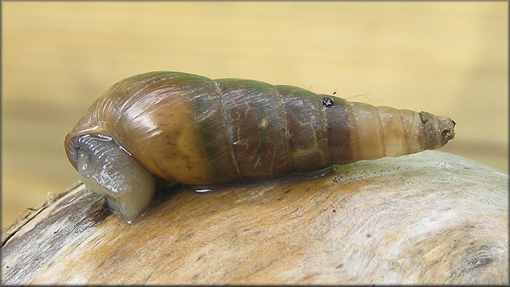 Rumina decollata (Linnaeus, 1758) Decollate Snail