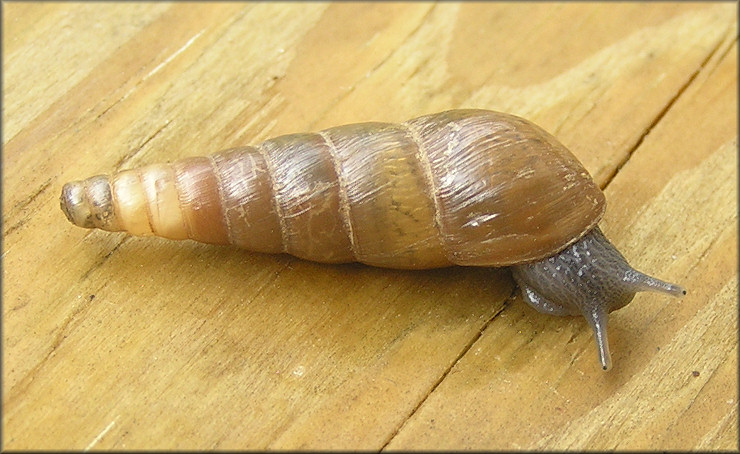 Rumina decollata (Linnaeus, 1758) Decollate Snail