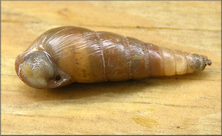 Rumina decollata (Linnaeus, 1758) Decollate Snail