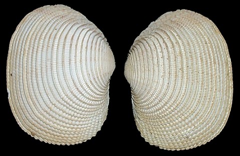 Fimbria soverbii (Reeve, 1841)