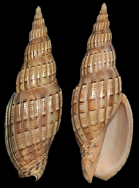 Lyria lyraeformis (Swainson, 1821)