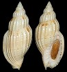 Lyria beauii (P. Fischer and Bernardi, 1857)